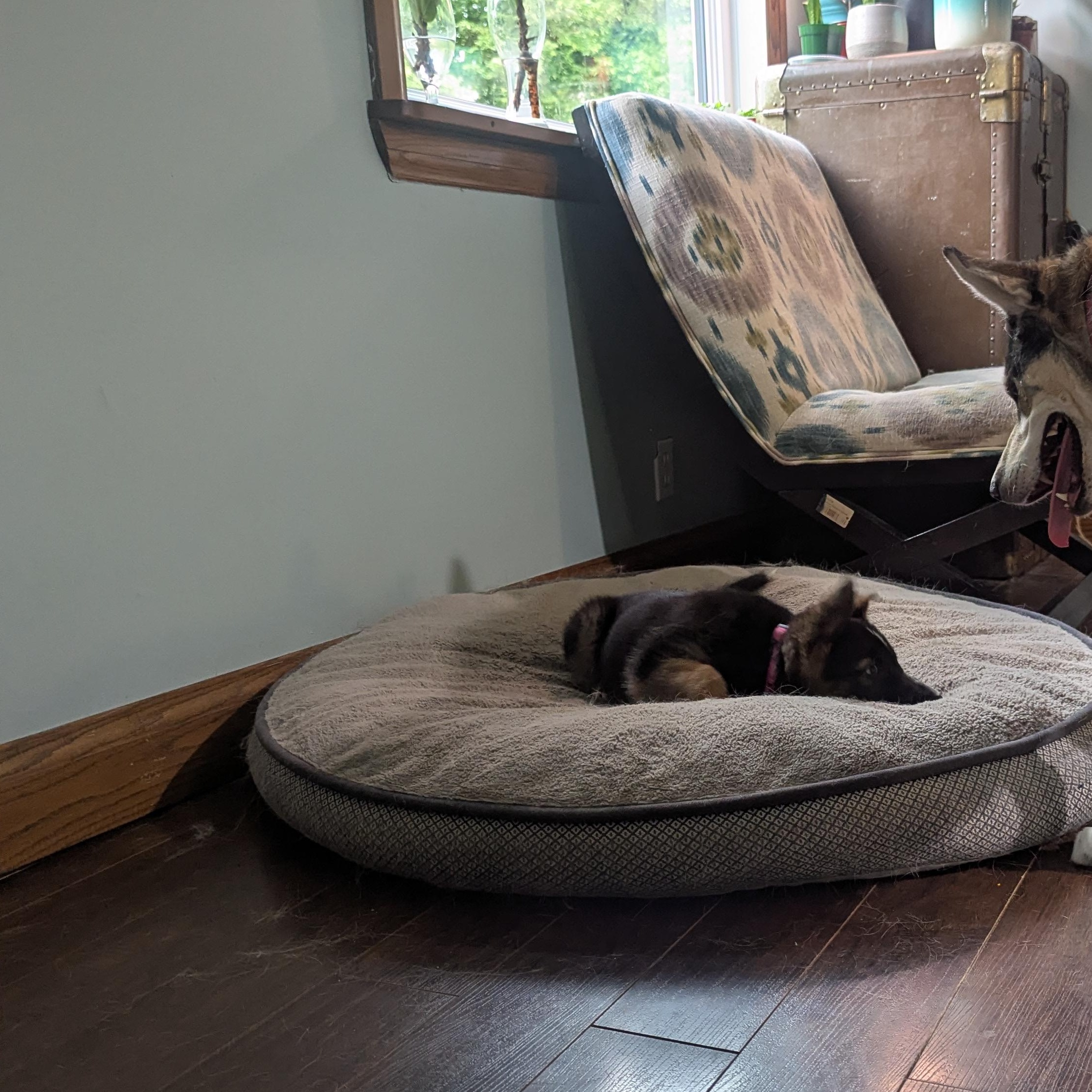 Enlarge Nobu, a ADOPTABLE Mixed Breed in Morden, MB image 3/6