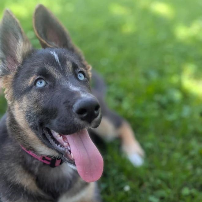 Enlarge Nobu, a ADOPTABLE Mixed Breed in Morden, MB image 1/6