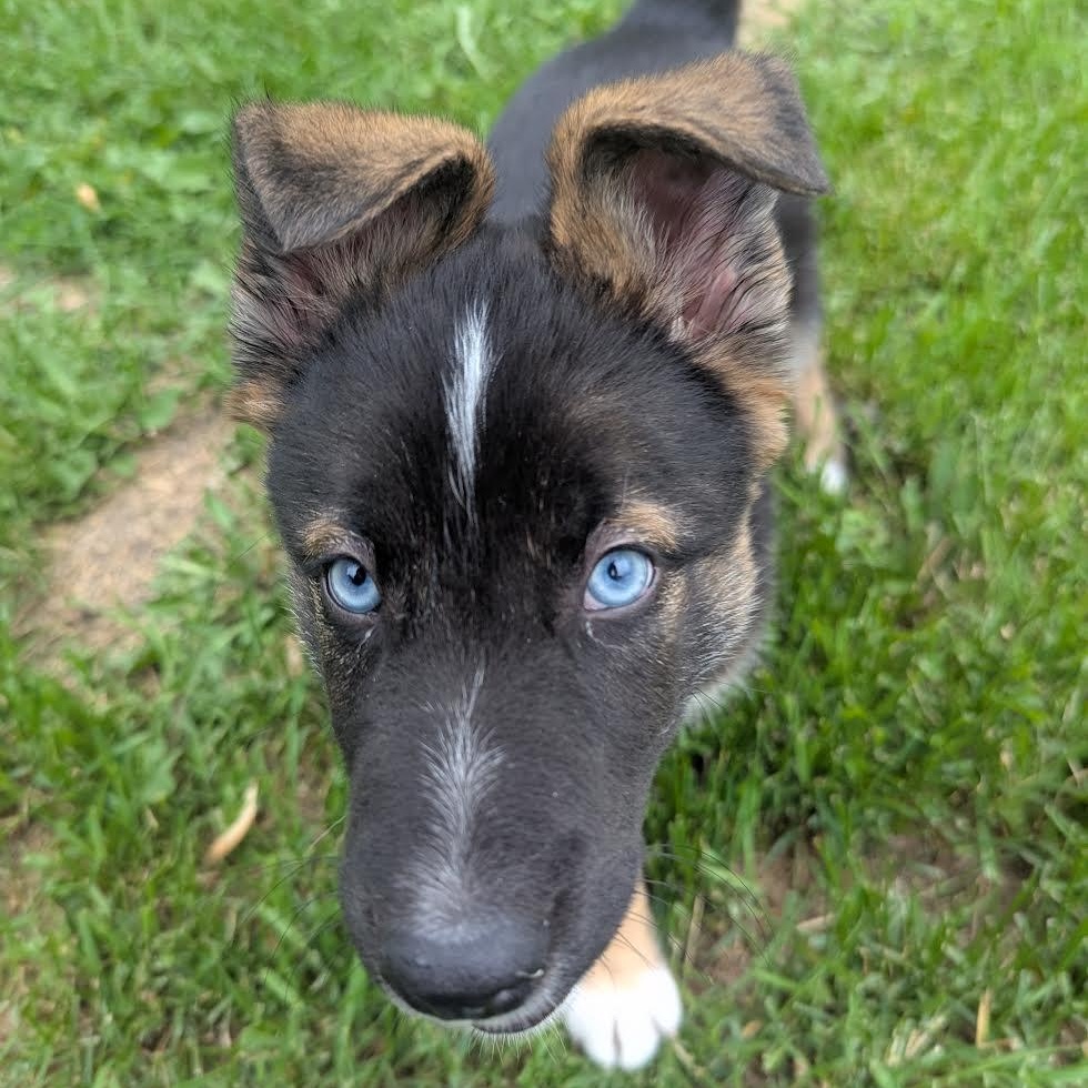 Enlarge Nobu, a ADOPTABLE Mixed Breed in Morden, MB image 2/6