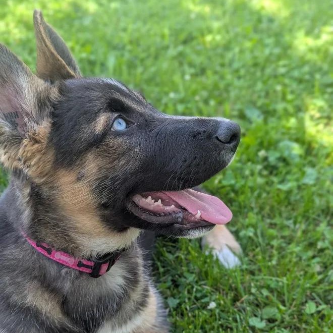 Enlarge Nobu, a ADOPTABLE Mixed Breed in Morden, MB image 6/6