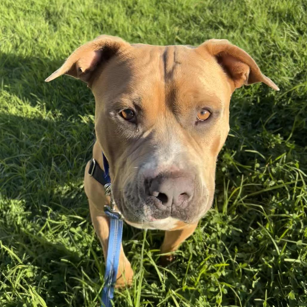 Enlarge Buck, a Adoptable Pit Bull Terrier in Long Beach, CA image 3/6