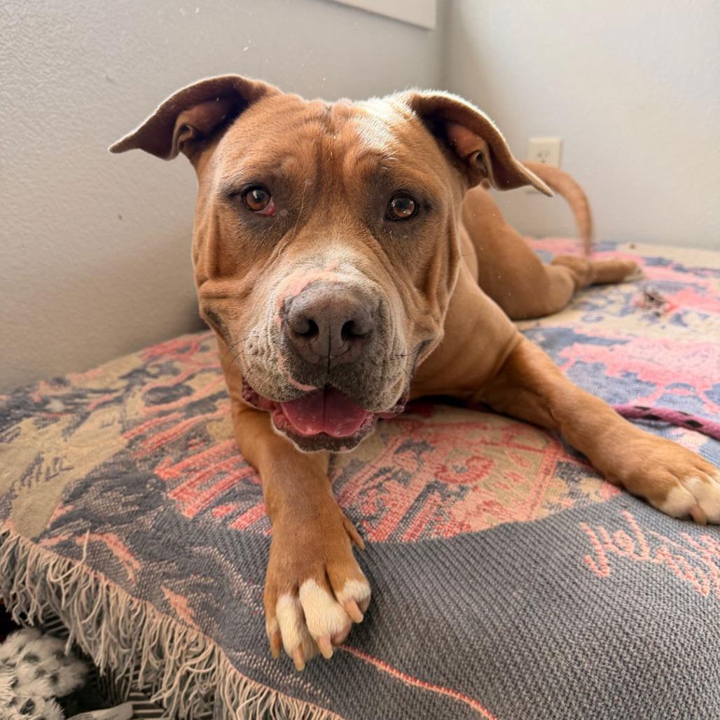 Enlarge Buck, a Adoptable Pit Bull Terrier in Long Beach, CA image 4/6