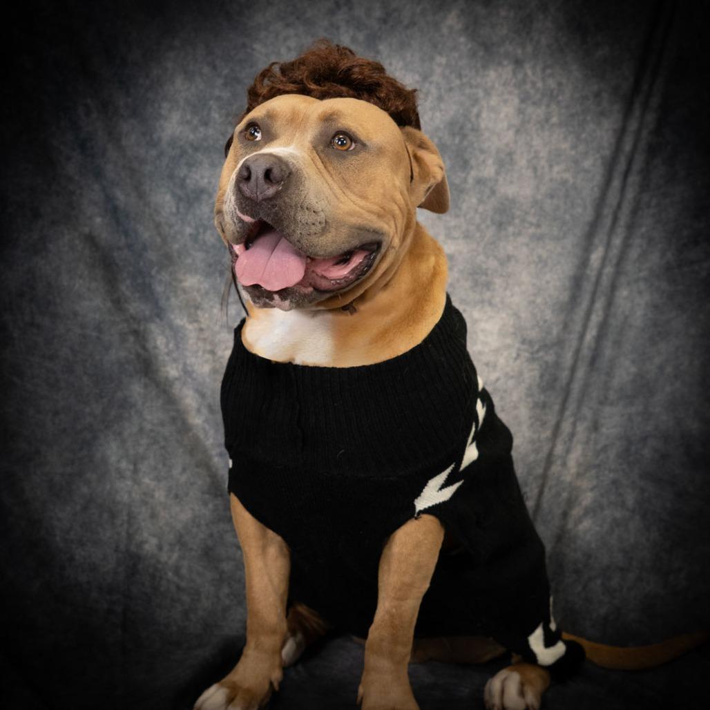 Enlarge Buck, a Adoptable Pit Bull Terrier in Long Beach, CA image 5/6