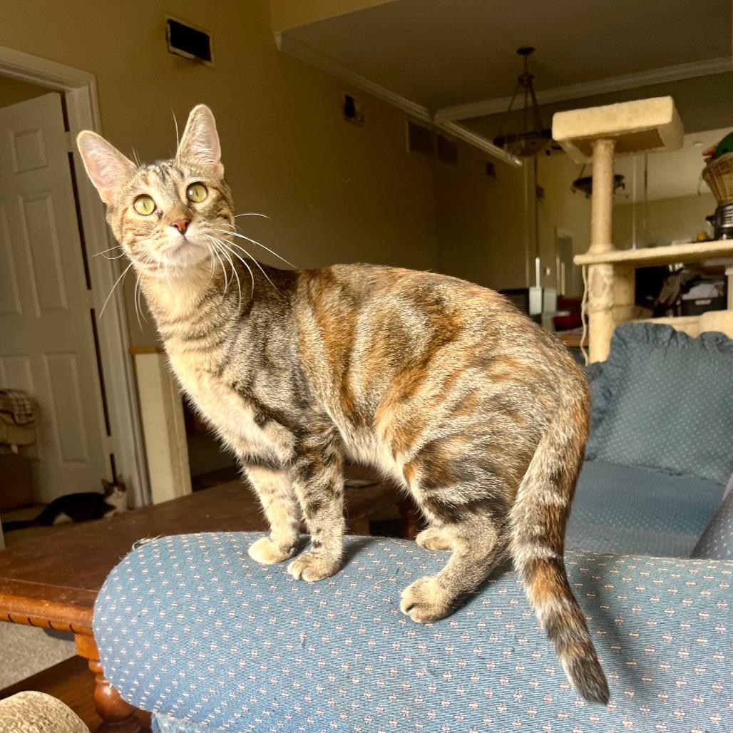 Poppy, a Adoptable mixed breed in Houston, TX image 1/4