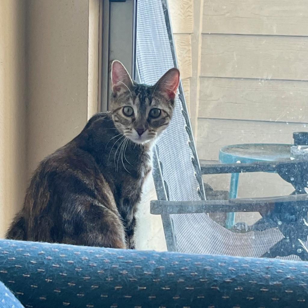 Poppy, a Adoptable mixed breed in Houston, TX image 2/4