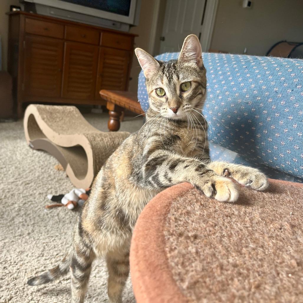 Poppy, a Adoptable mixed breed in Houston, TX image 3/4