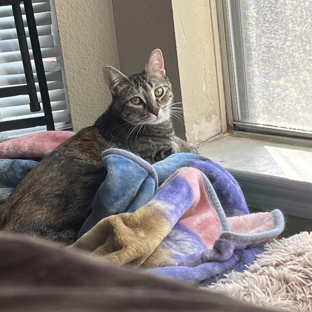 Poppy, a Adoptable mixed breed in Houston, TX image 4/4