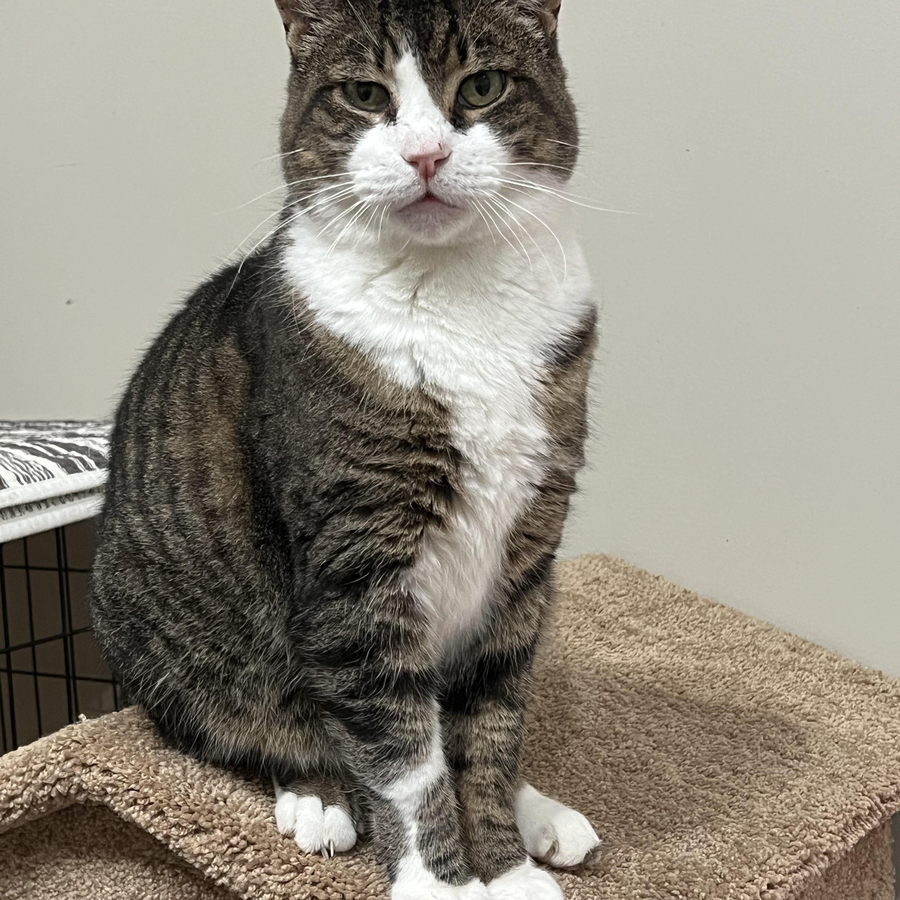 Enlarge Tommy, a ADOPTABLE mixed breed in Oakville, WA image 2/5