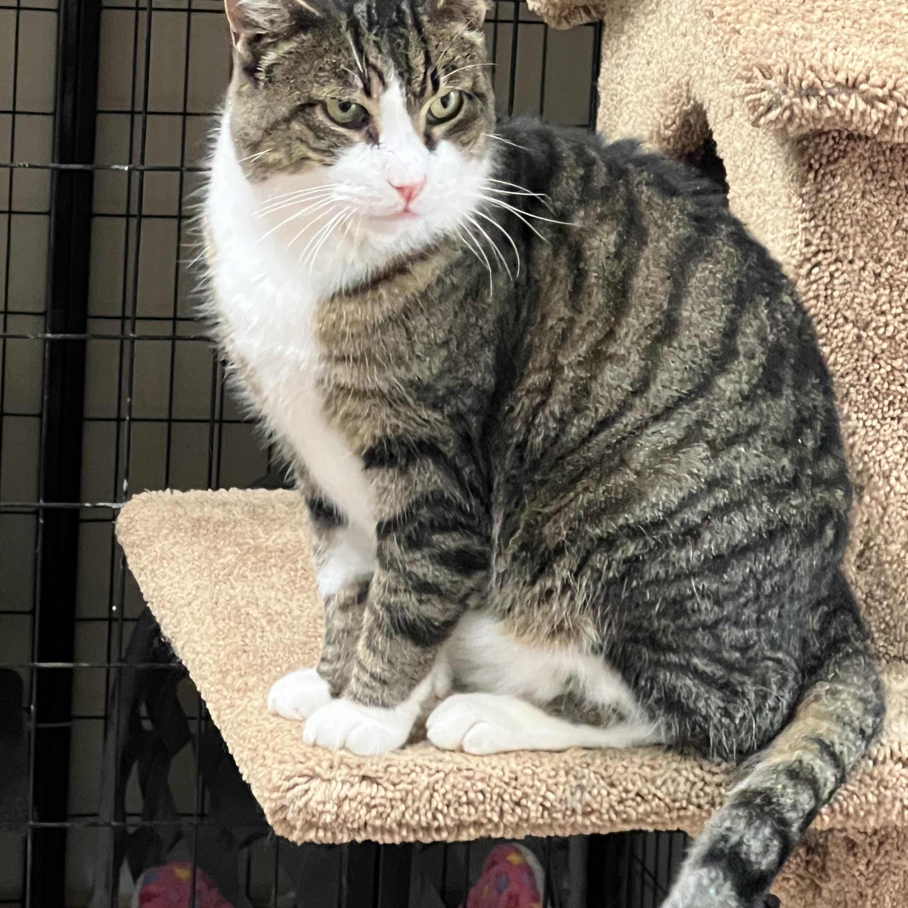 Enlarge Tommy, a ADOPTABLE mixed breed in Oakville, WA image 3/5