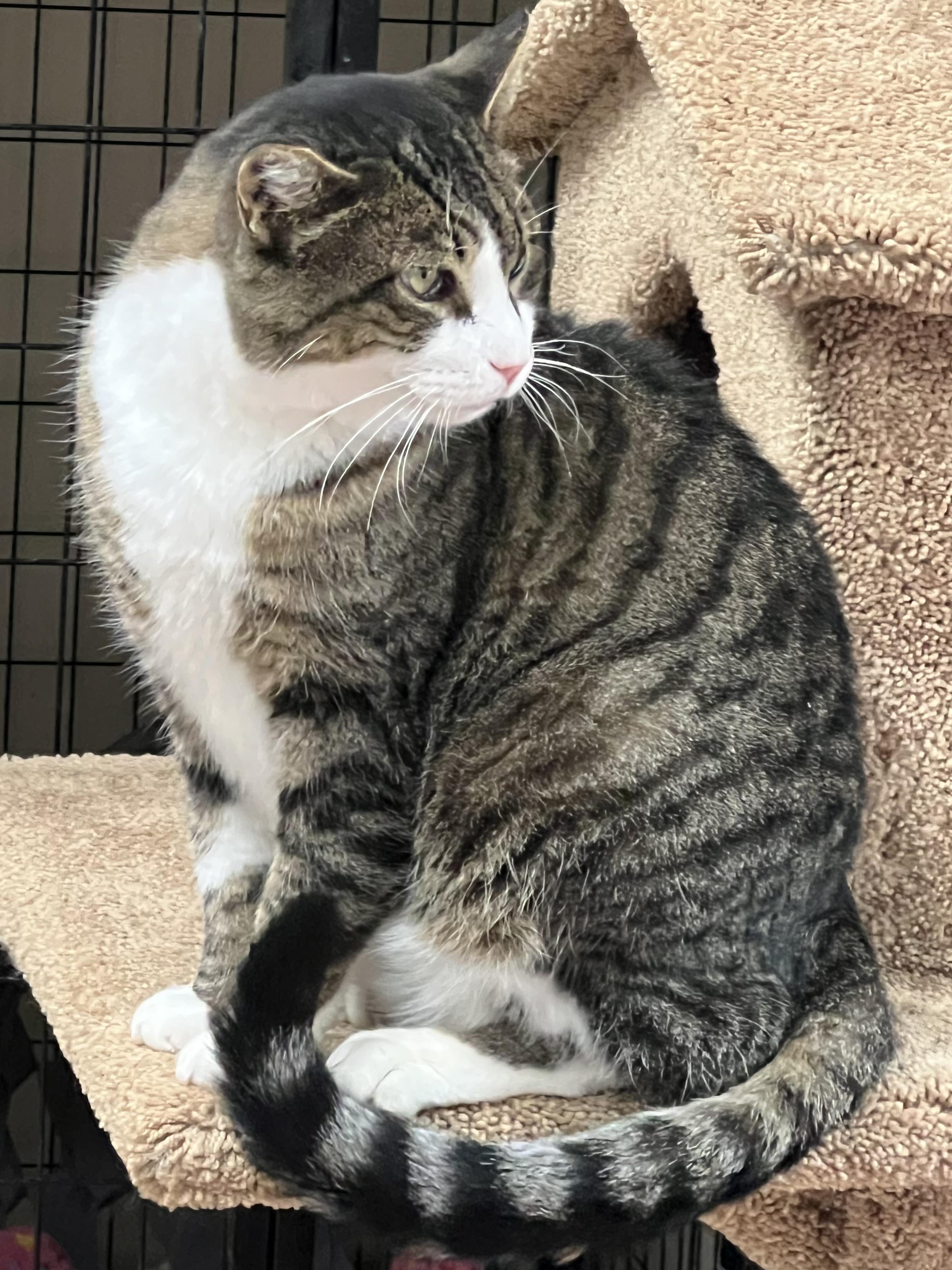 Tommy, ADOPTABLE, Adult Female Domestic Short Hair.