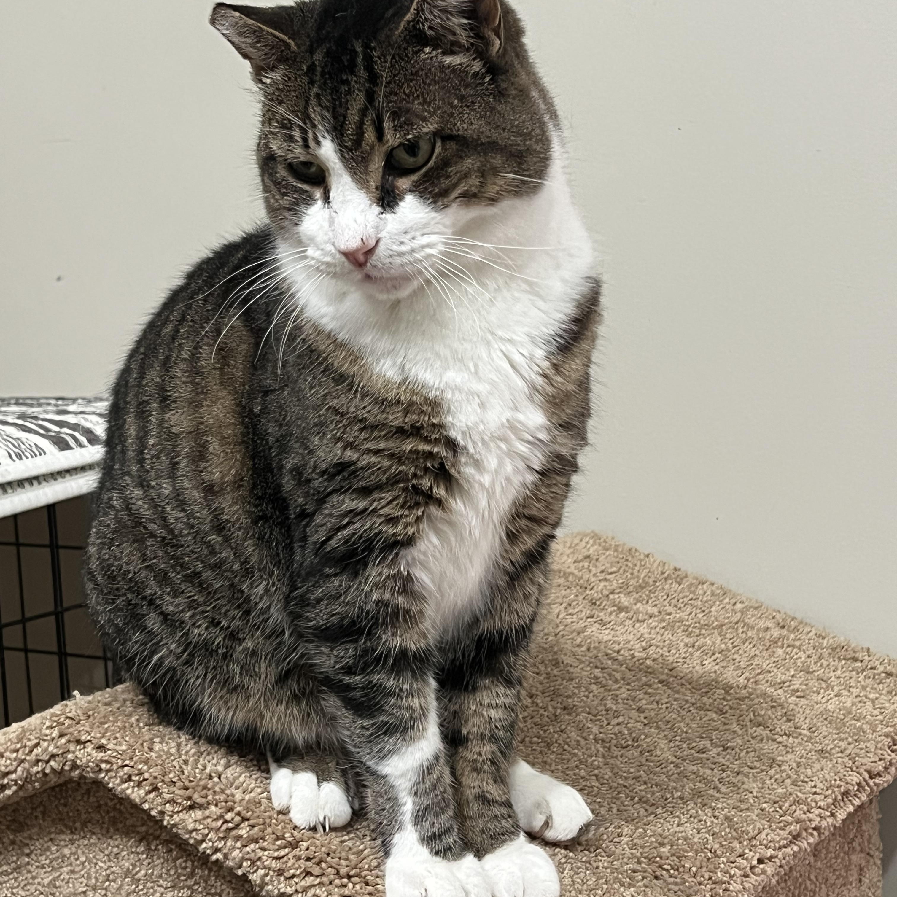 Enlarge Tommy, a ADOPTABLE mixed breed in Oakville, WA image 4/5