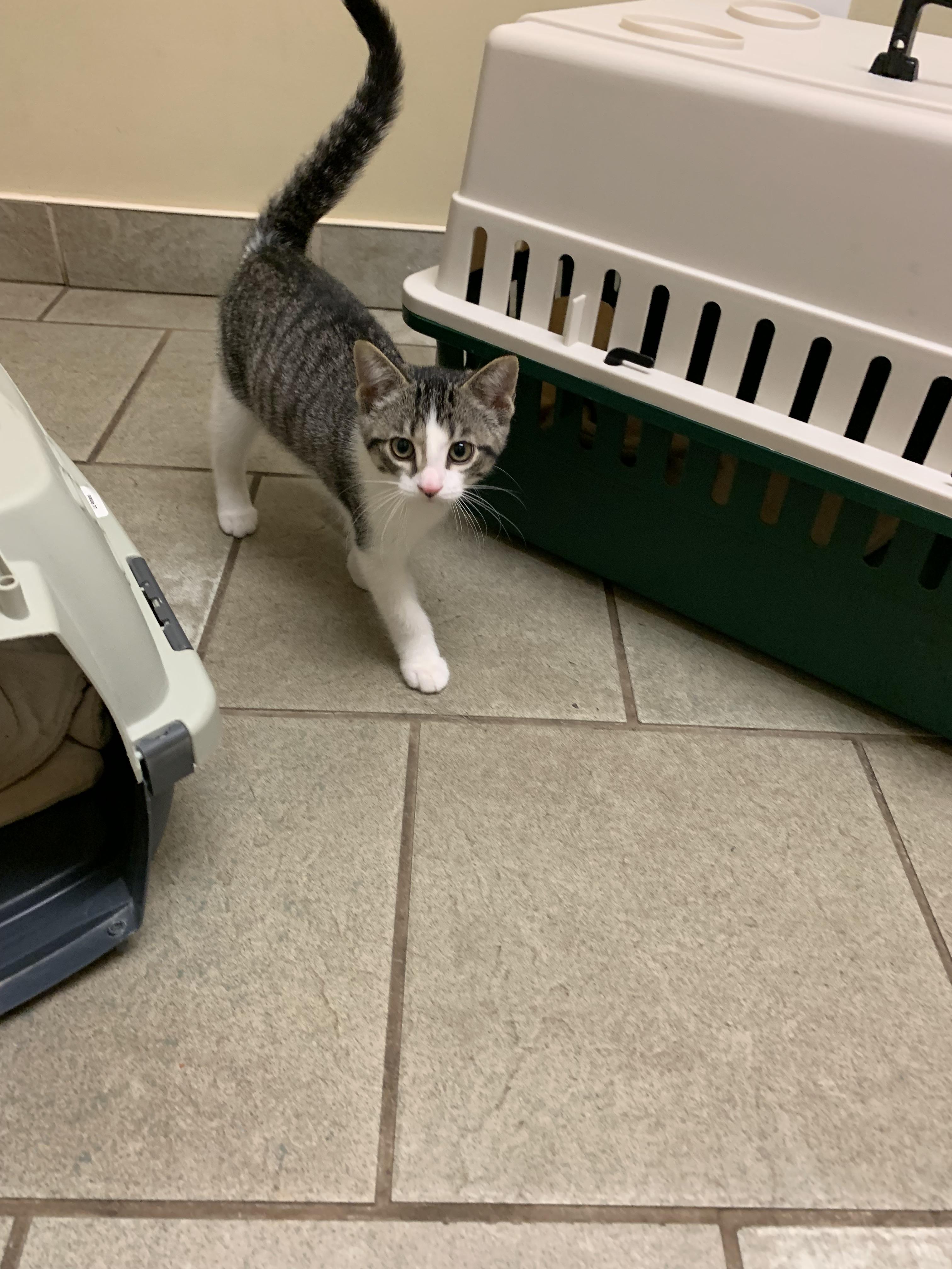 Enlarge Muskoka Mocha, a Adoptable Domestic Short Hair in Zephyr, ON image 1/1