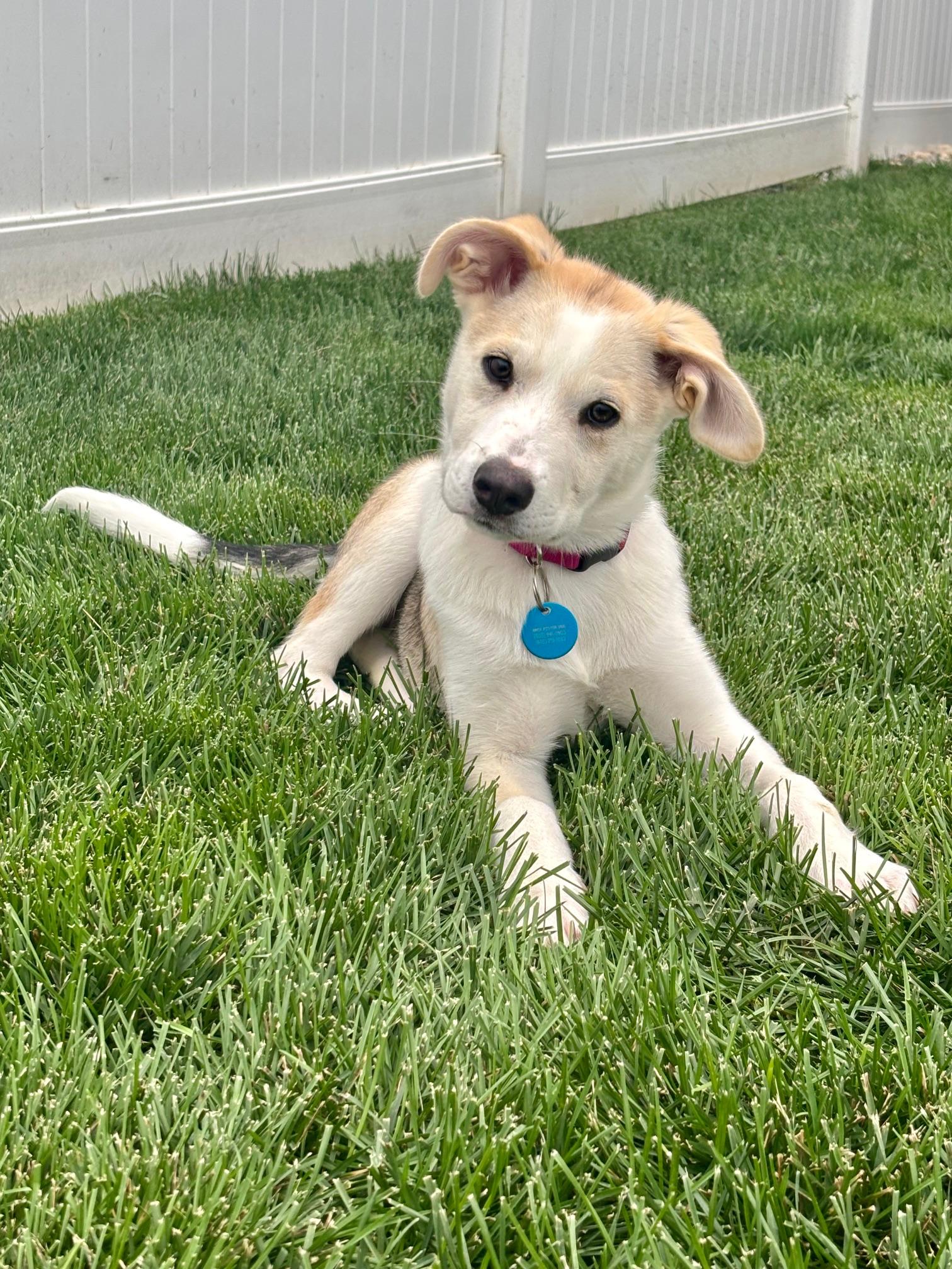 Maple