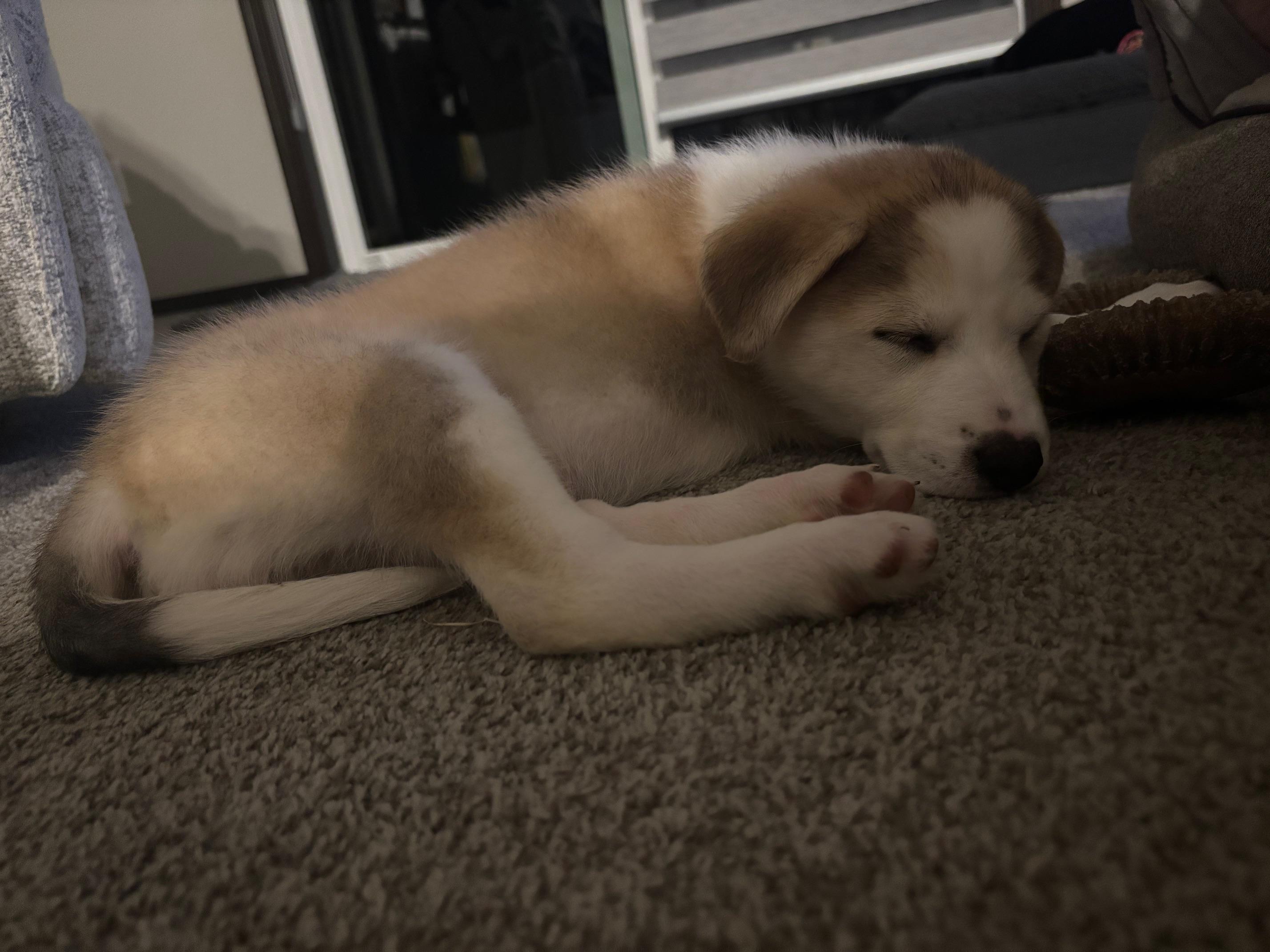 Maple photo 3