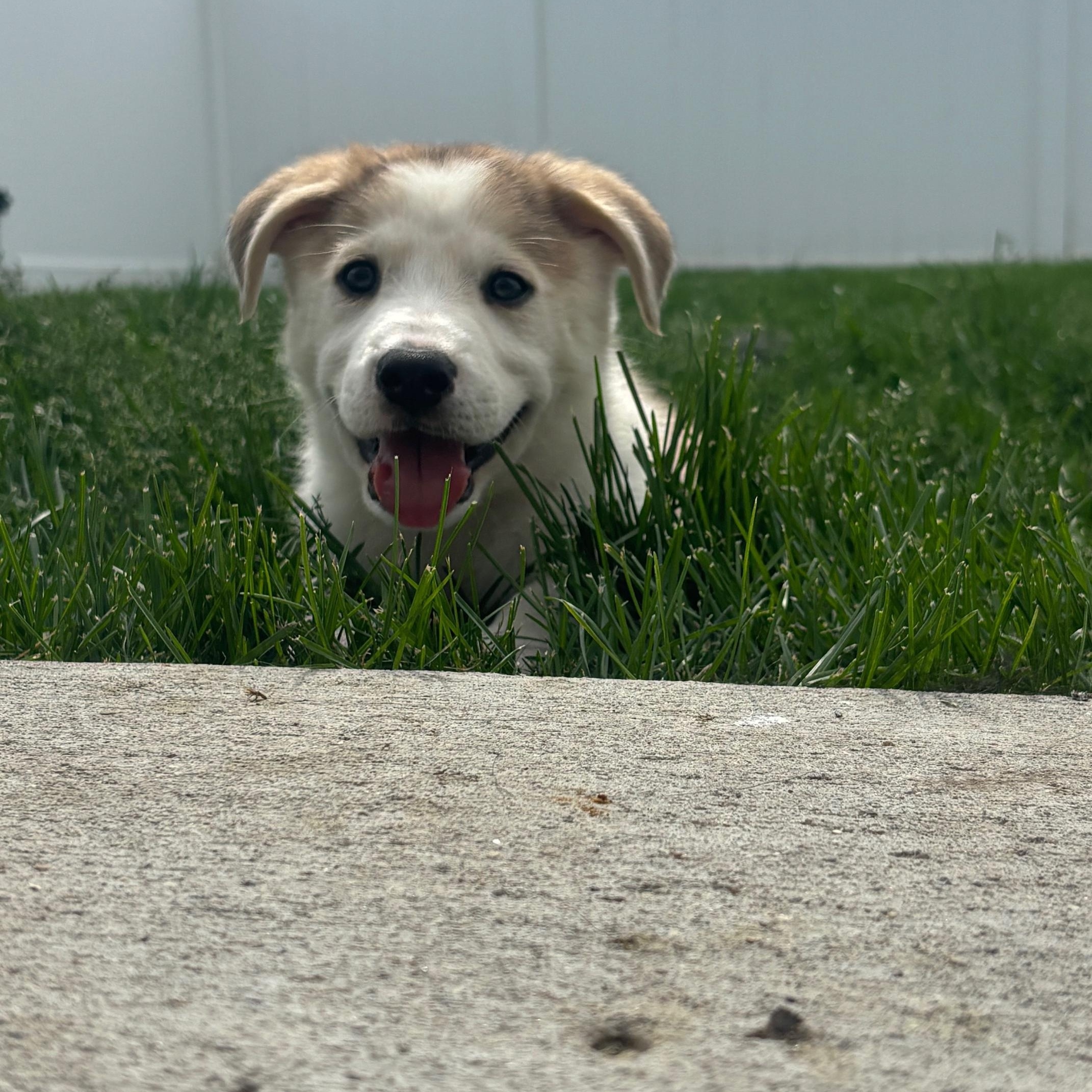 Maple photo 2
