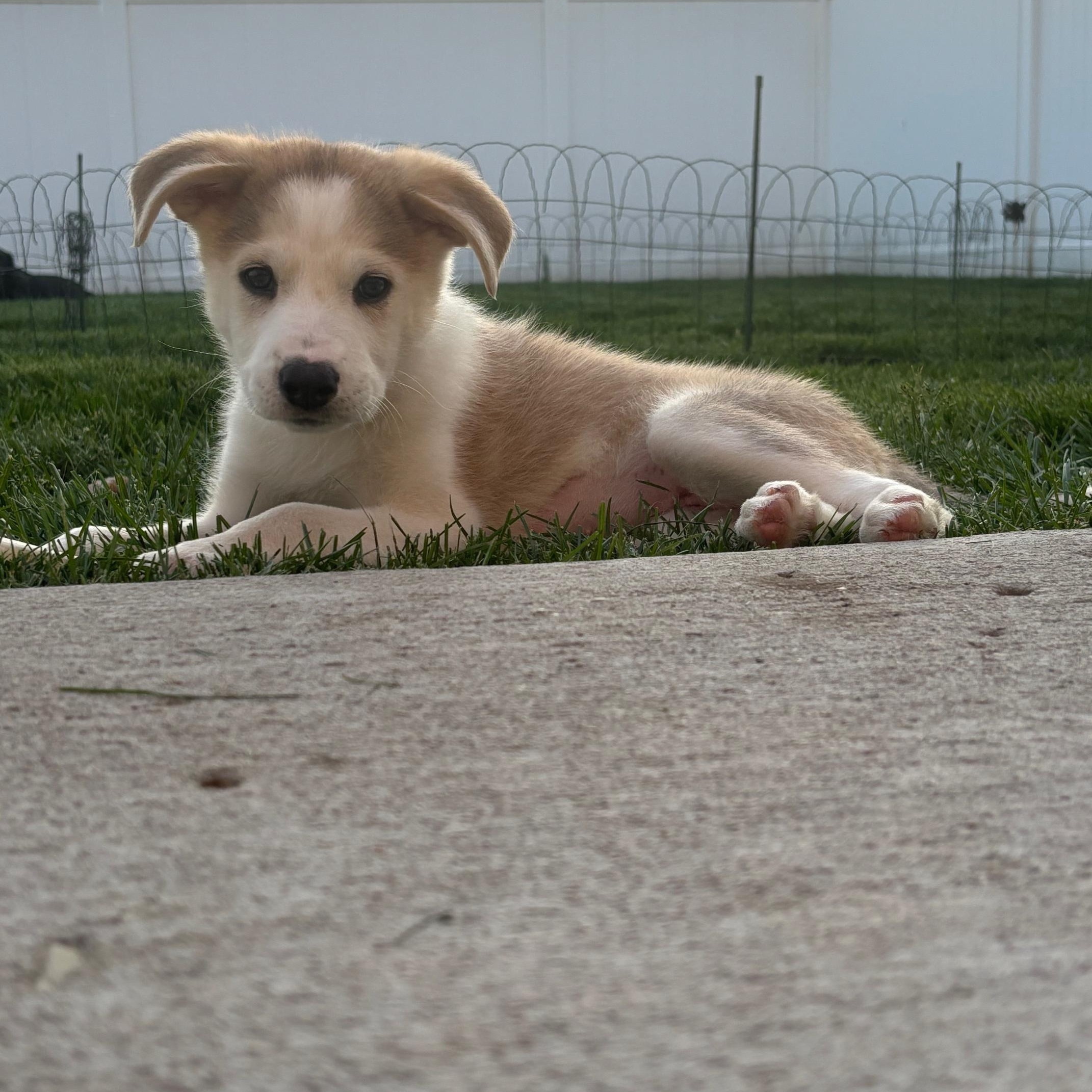 Maple photo 5