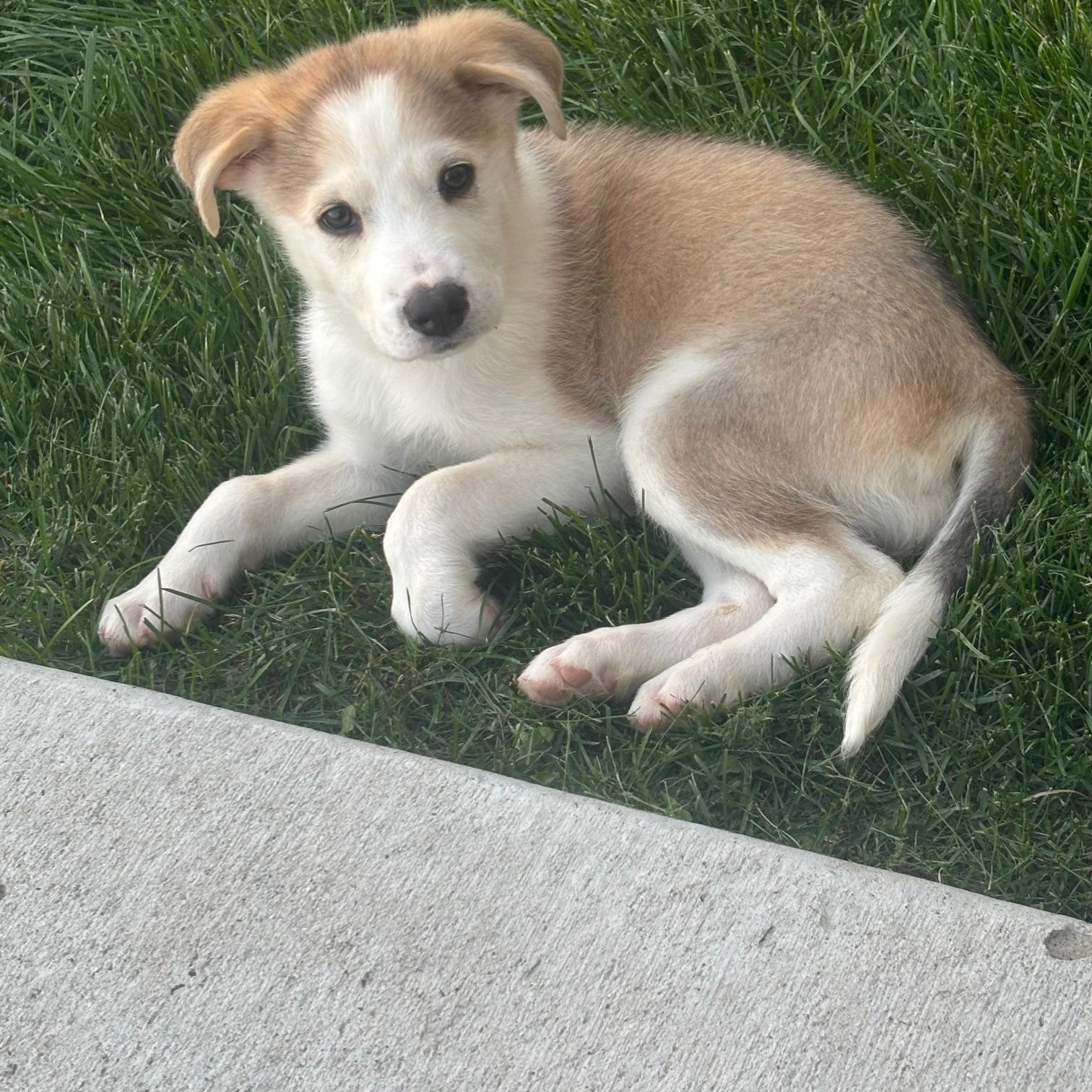 Maple