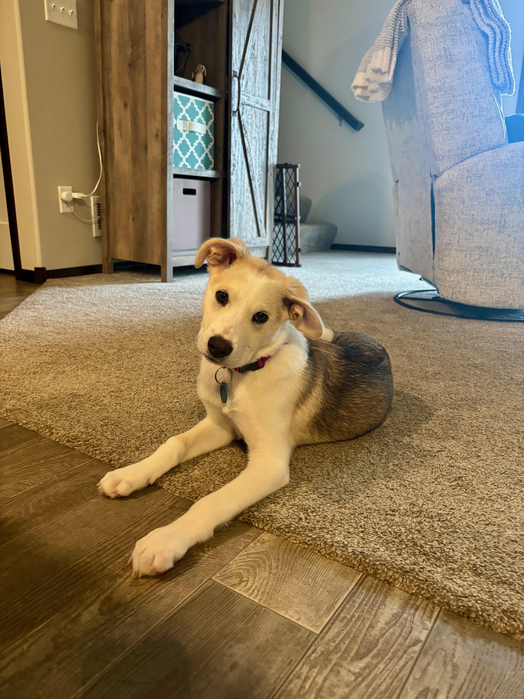 Maple