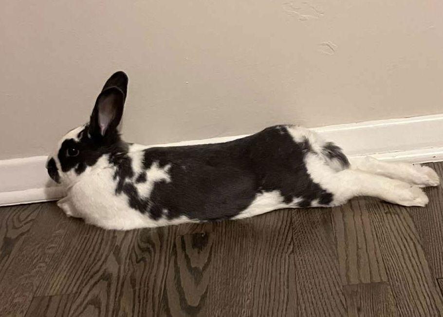 Copan, Adoptable, Adult Male English Spot & American.