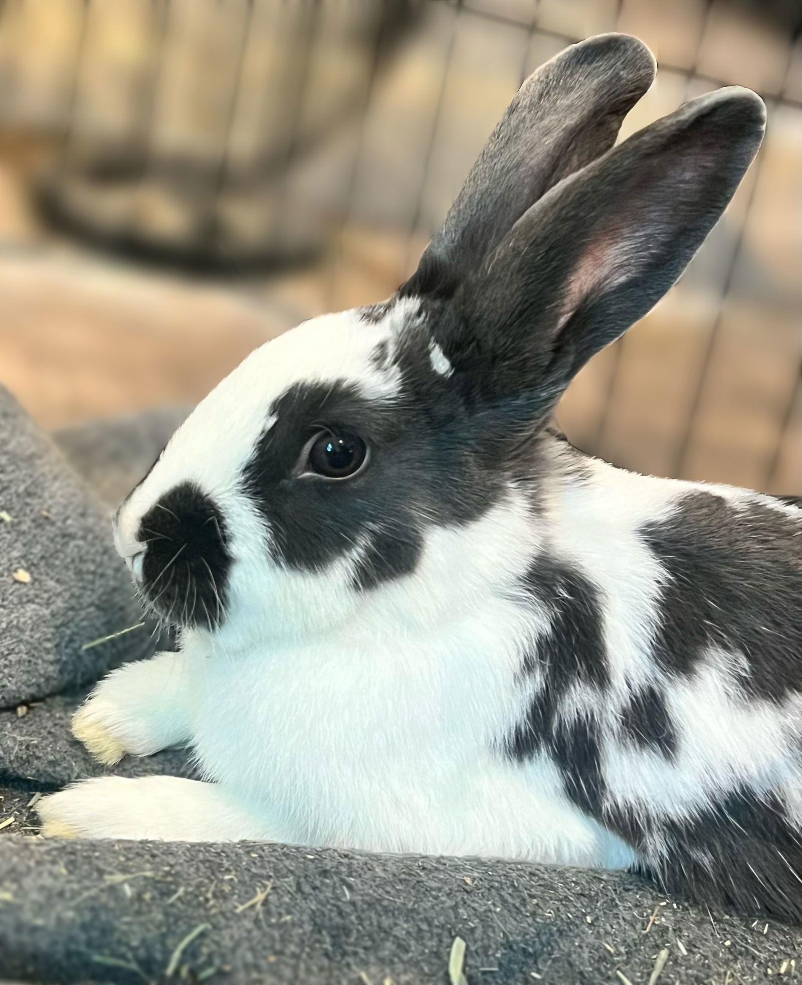 Enlarge Copan, a Adoptable mixed breed in Marshfield, WI image 2/3