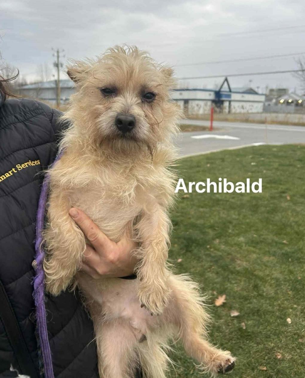 Enlarge Archibald, a Adoptable mixed breed in Vaudreuil-Dorion, QC image 4/5