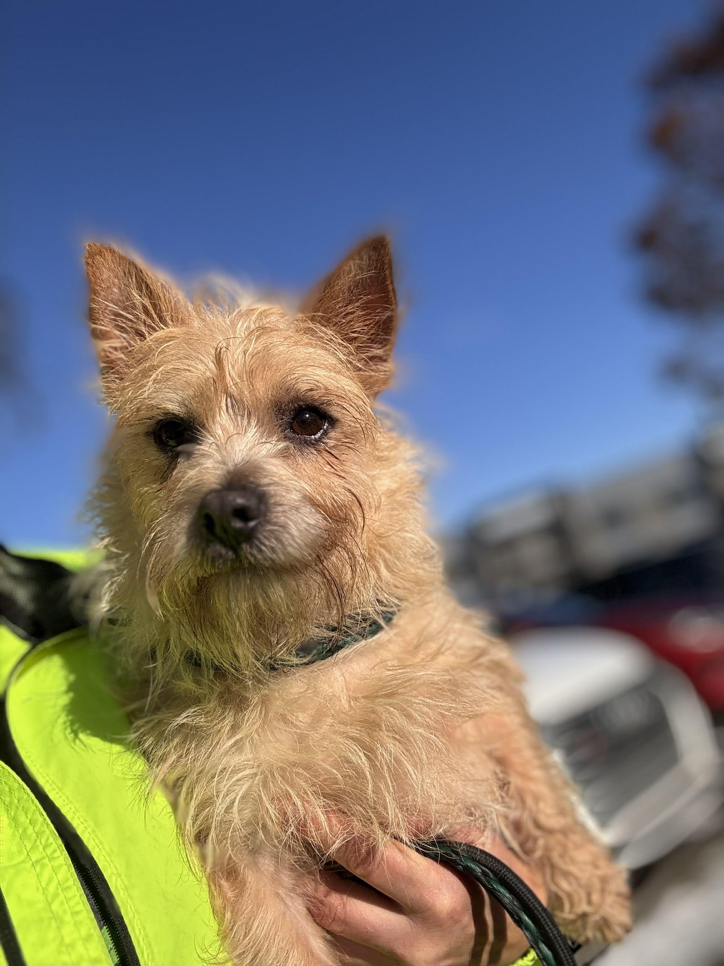 Enlarge Archibald, a Adoptable mixed breed in Vaudreuil-Dorion, QC image 3/5