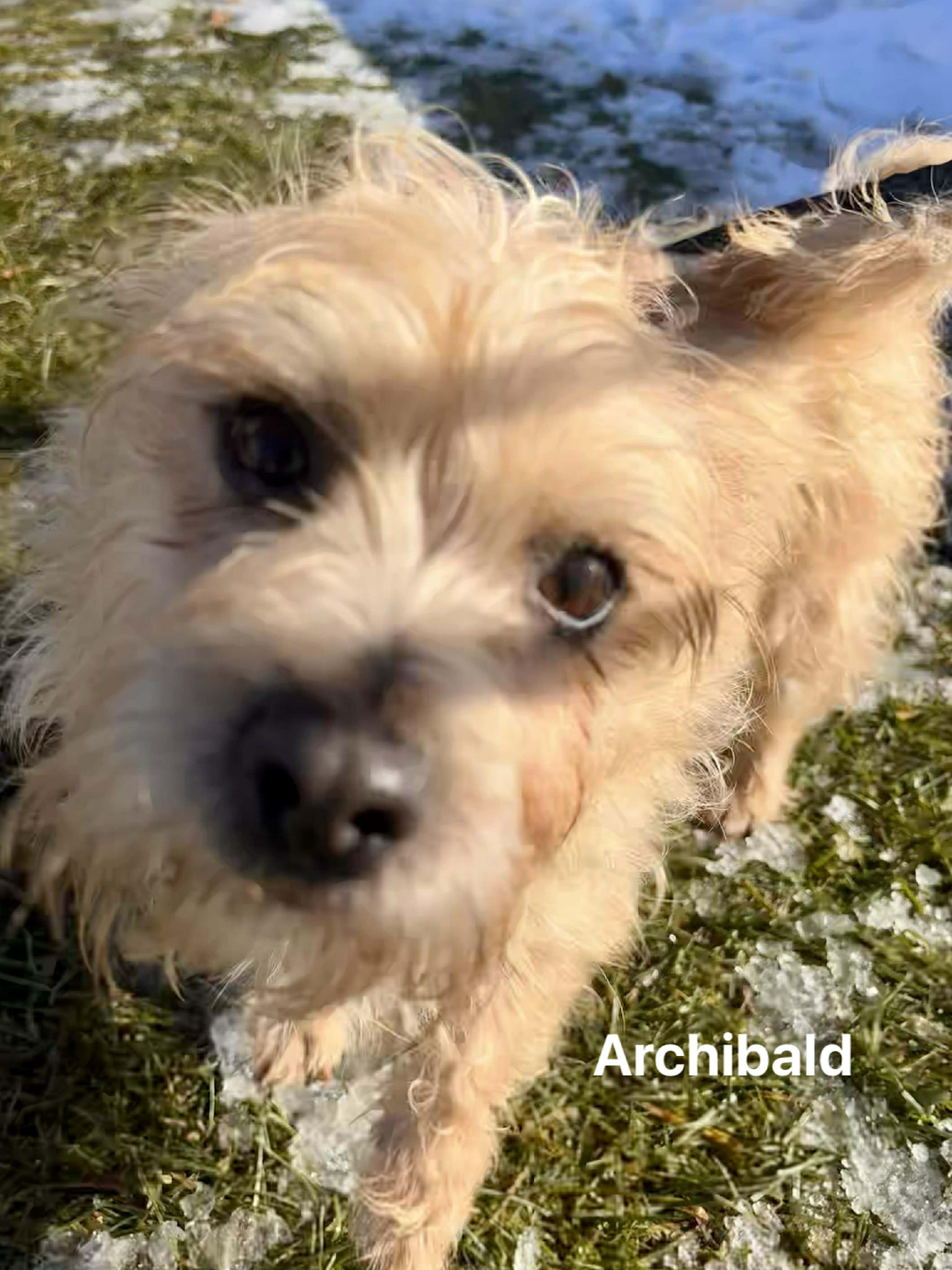 Enlarge Archibald, a Adoptable mixed breed in Vaudreuil-Dorion, QC image 2/5