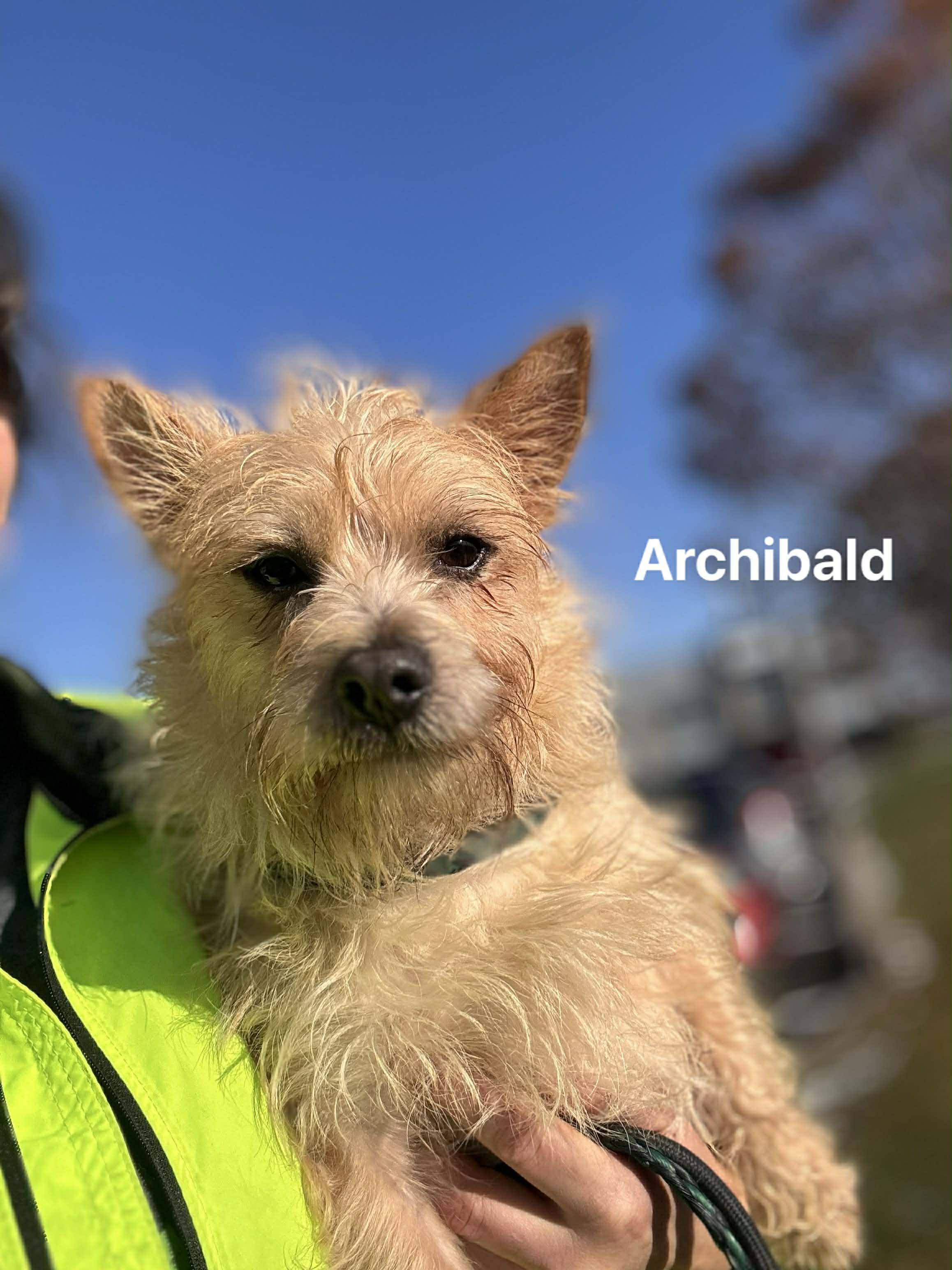Archibald, Adoptable, Adult Male Cairn Terrier.