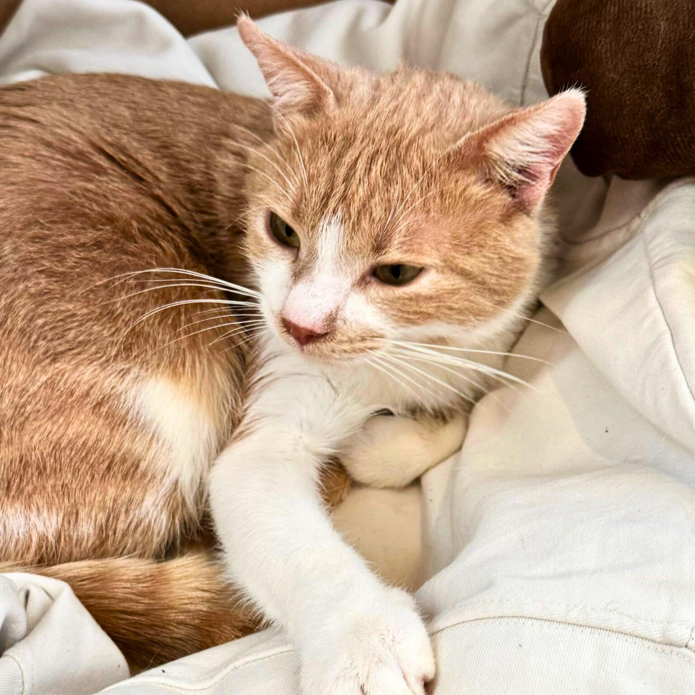 Enlarge Proton, a ADOPTABLE mixed breed in New York, NY image 5/5