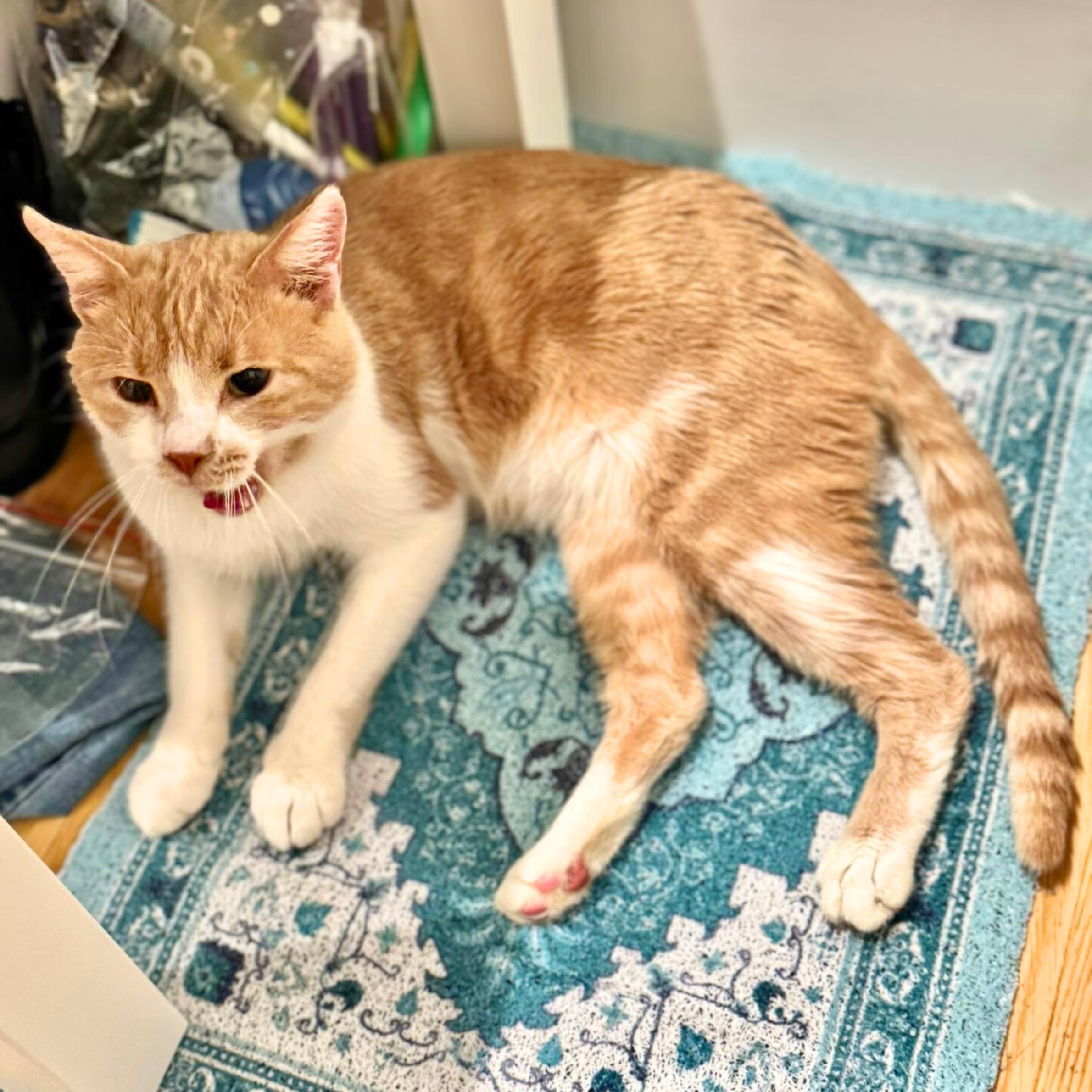 Enlarge Proton, a ADOPTABLE mixed breed in New York, NY image 3/5