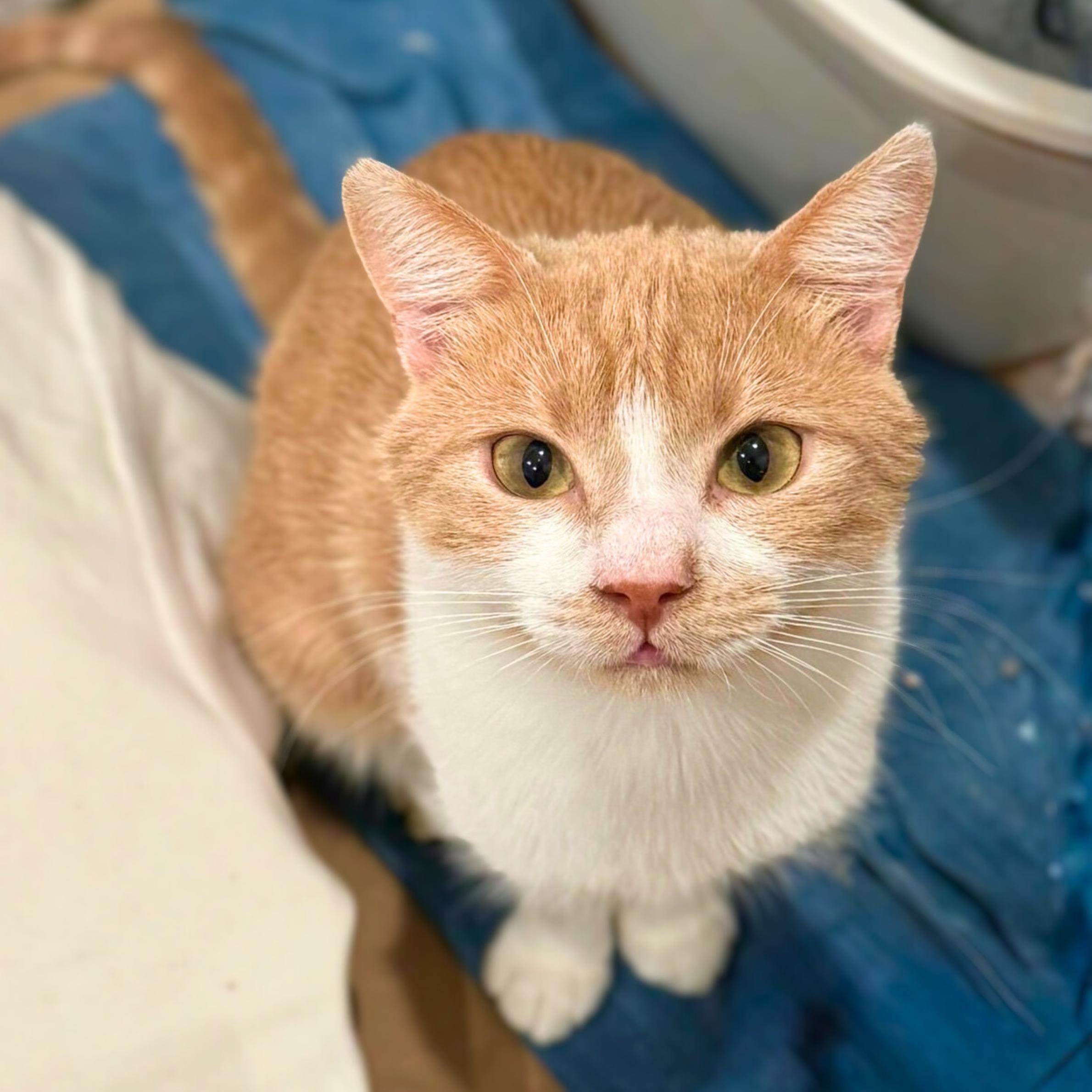 Enlarge Proton, a ADOPTABLE mixed breed in New York, NY image 1/5