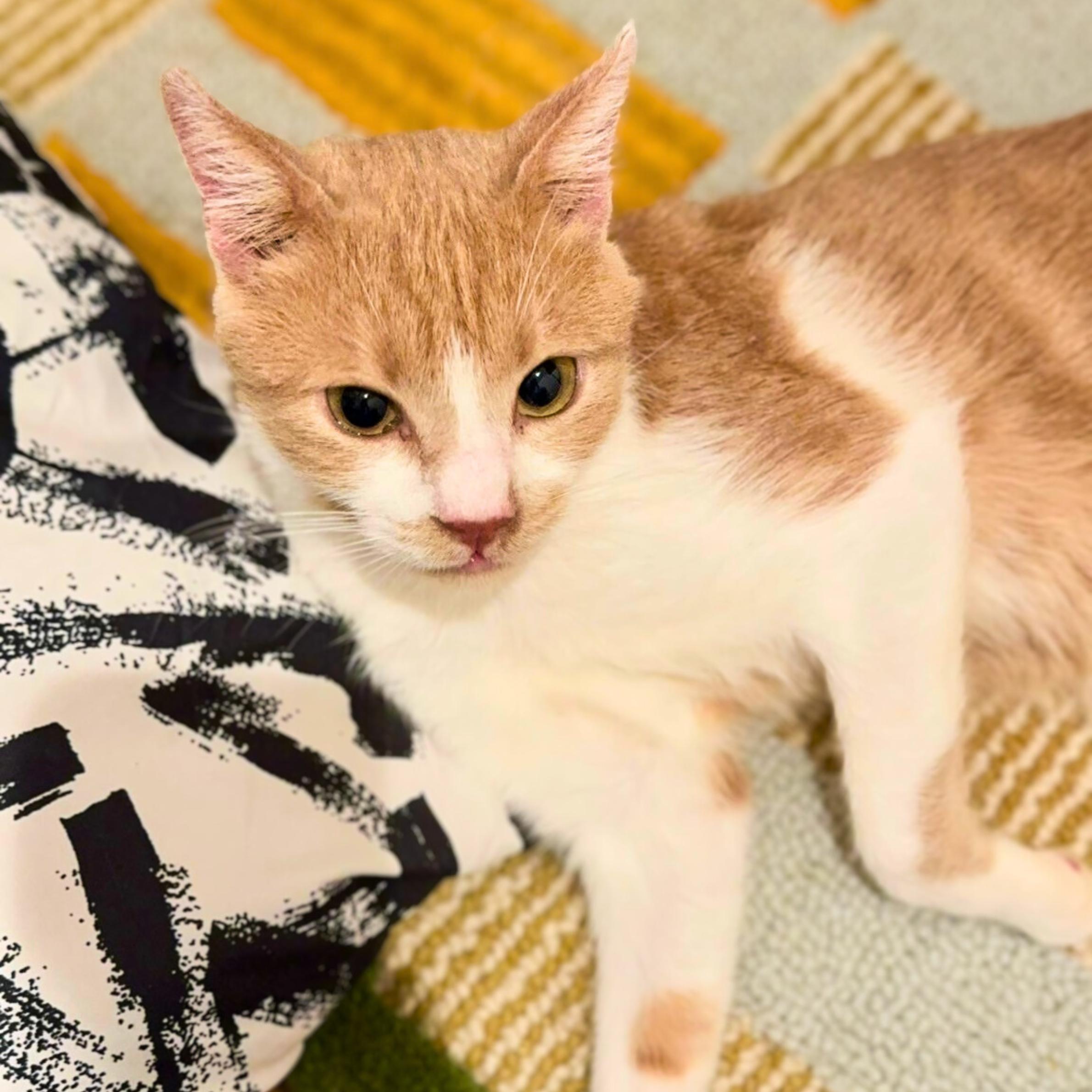 Enlarge Proton, a ADOPTABLE mixed breed in New York, NY image 2/5