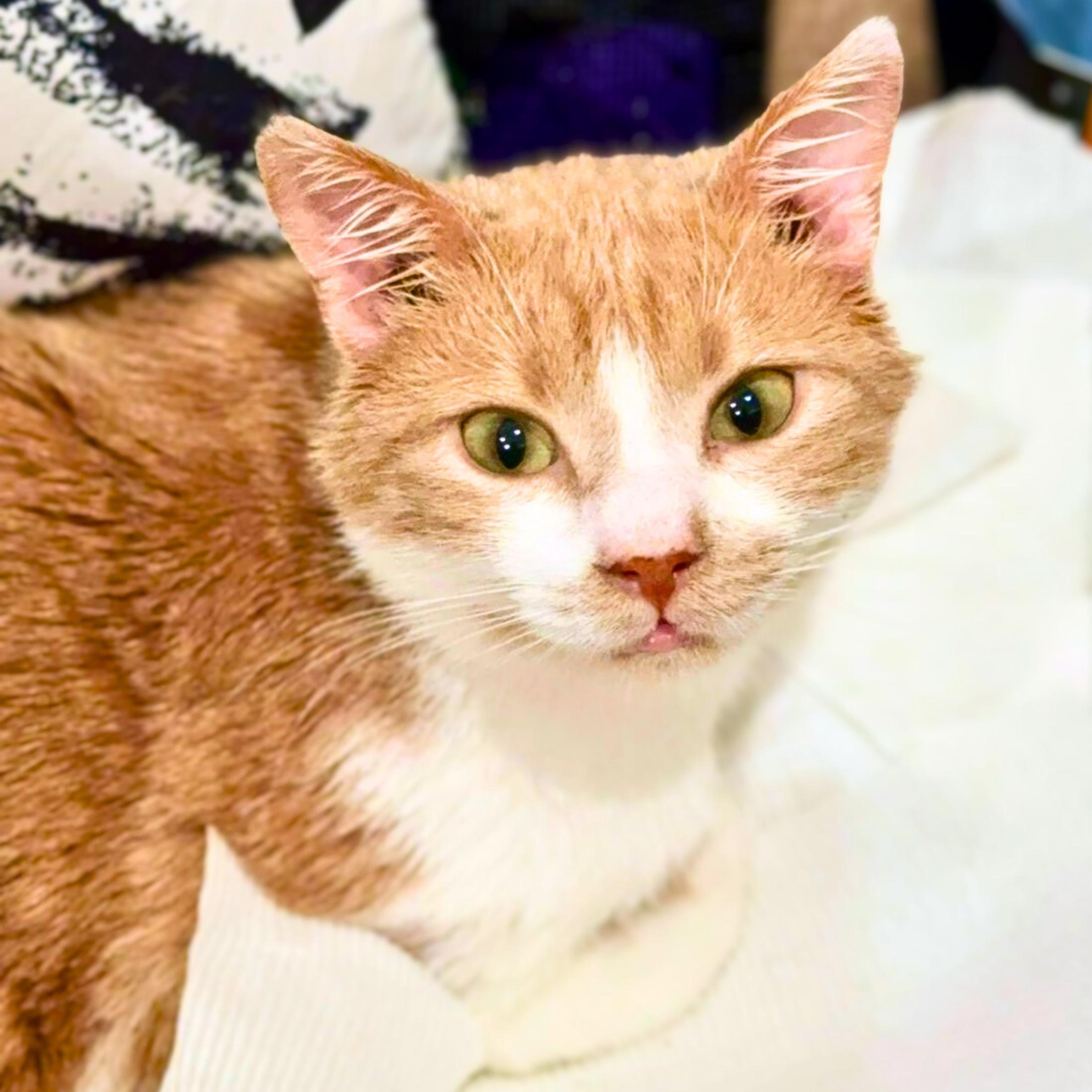 Enlarge Proton, a ADOPTABLE mixed breed in New York, NY image 4/5