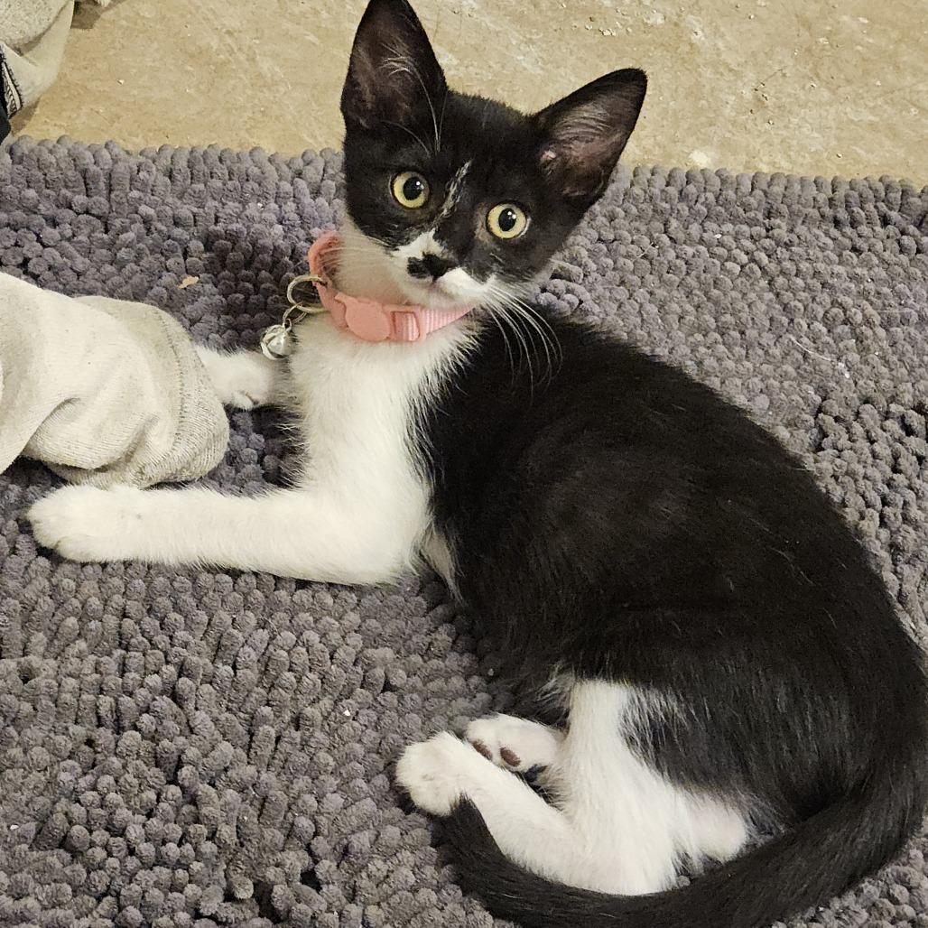 Zesty, Adoptable, Kitten Female Domestic Short Hair.