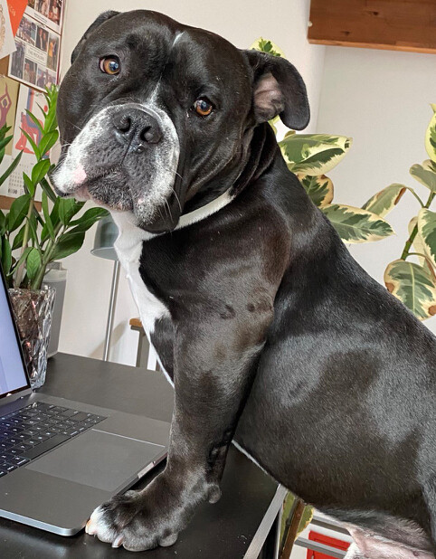 Enlarge Brick, a Adoptable mixed breed in Santa Monica, CA image 5/5