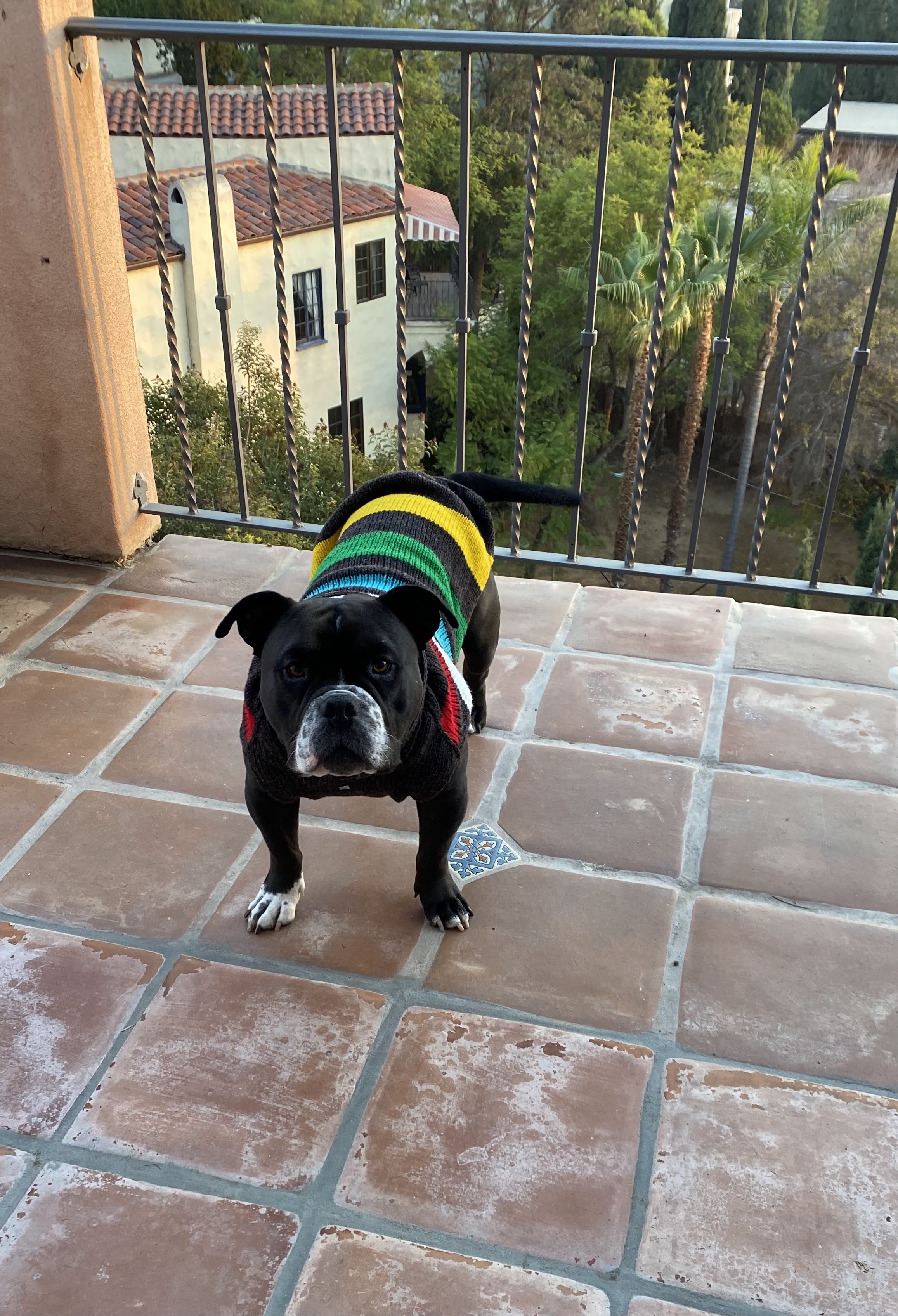 Enlarge Brick, a Adoptable mixed breed in Santa Monica, CA image 3/5