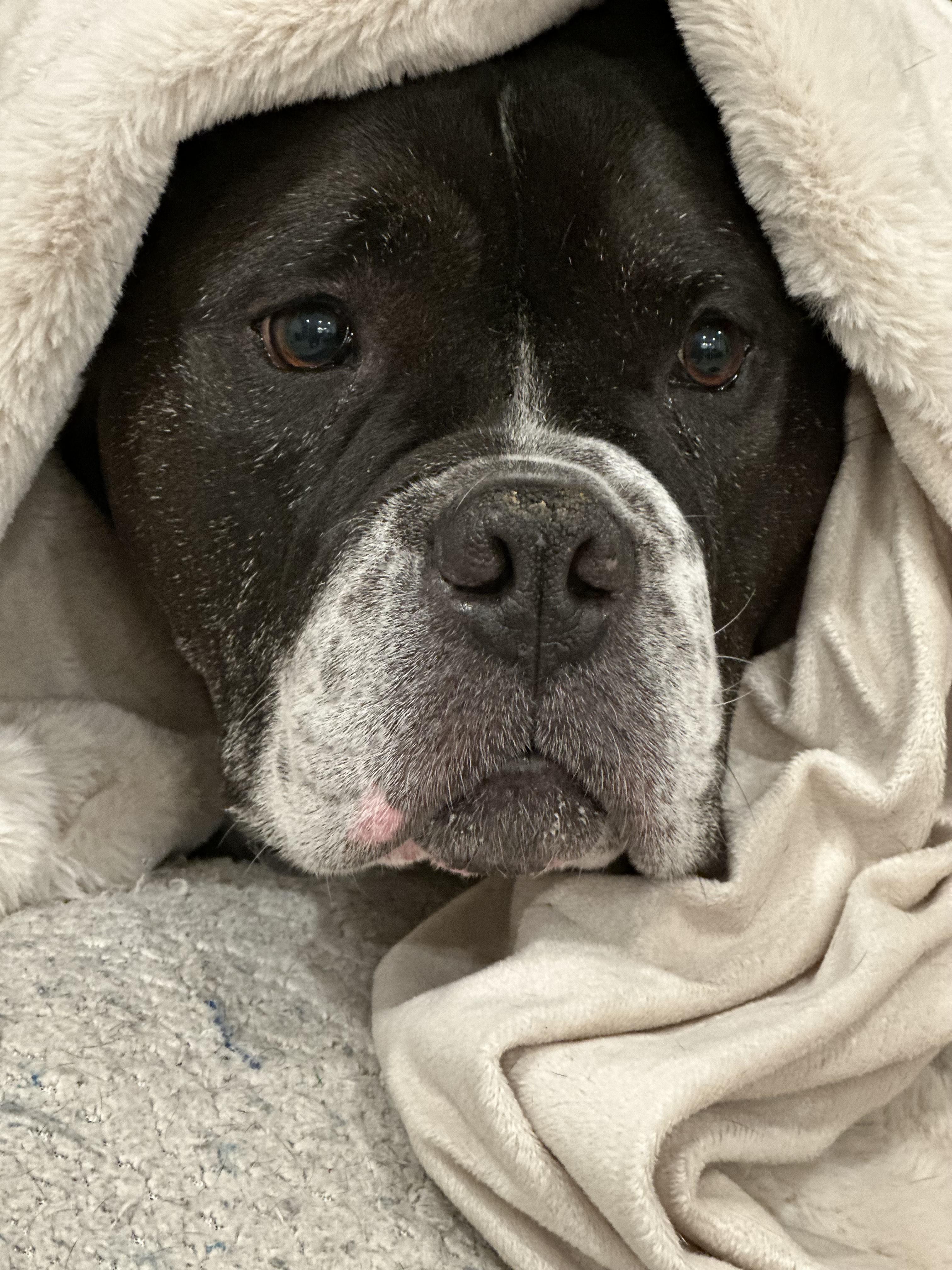 Enlarge Brick, a Adoptable mixed breed in Santa Monica, CA image 2/5