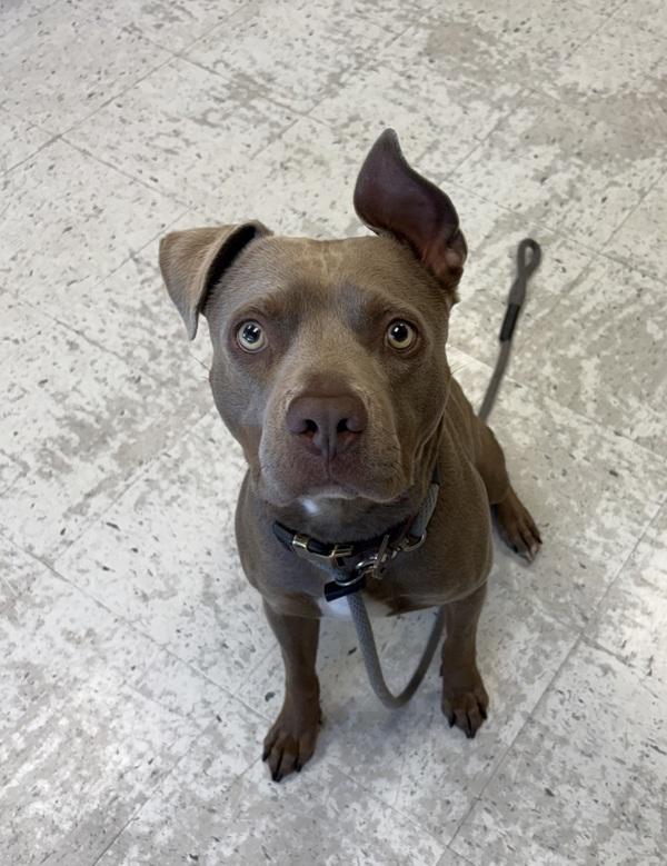 Enlarge Kado, a Adoptable mixed breed in Salt Lake City, UT image 1/1