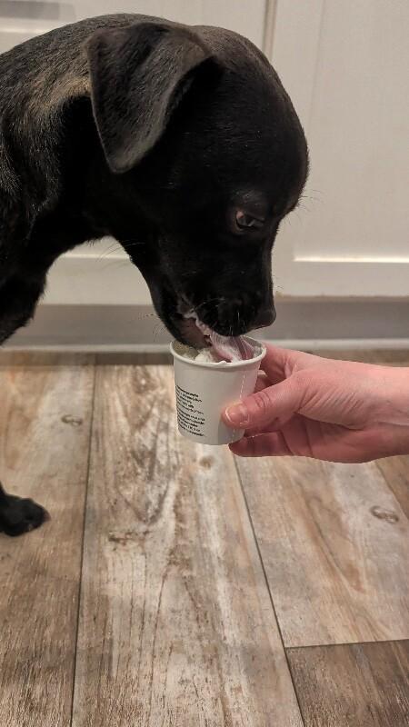 Cadbury, Adoptable, Puppy Male Boxer & Pit Bull Terrier.