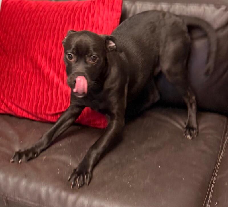 Cadbury, Adoptable, Puppy Male Boxer & Pit Bull Terrier.