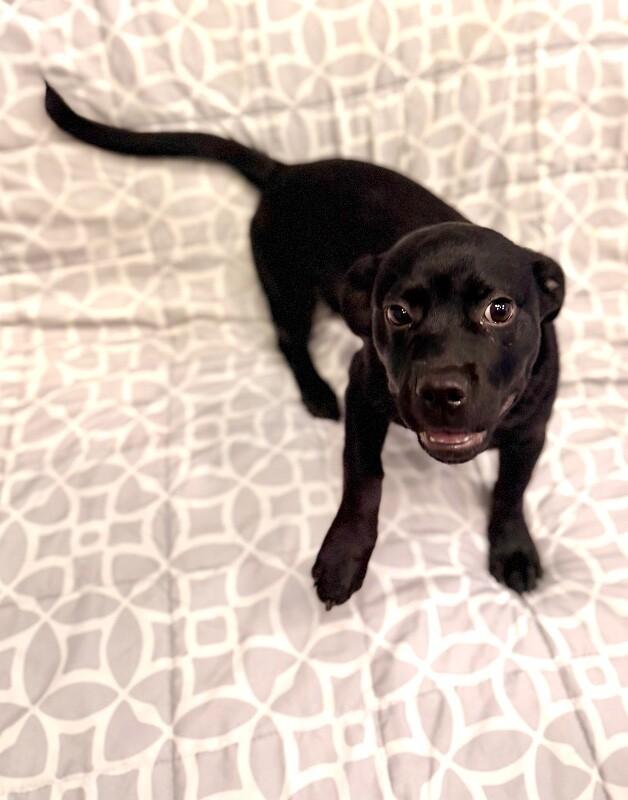 Cadbury, a Adoptable mixed breed in Van Nuys, CA image 2/6