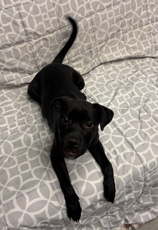 Cadbury, a Adoptable mixed breed in Van Nuys, CA image 3/6