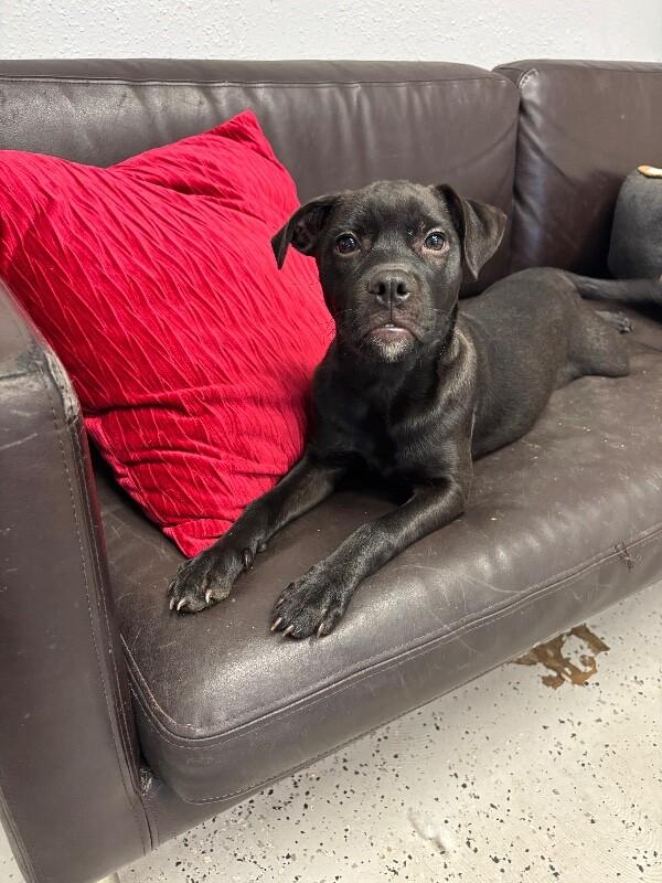 Cadbury, a Adoptable mixed breed in Van Nuys, CA image 4/6