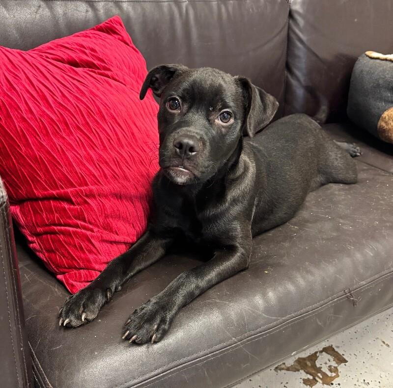 Cadbury, a Adoptable mixed breed in Van Nuys, CA image 5/6