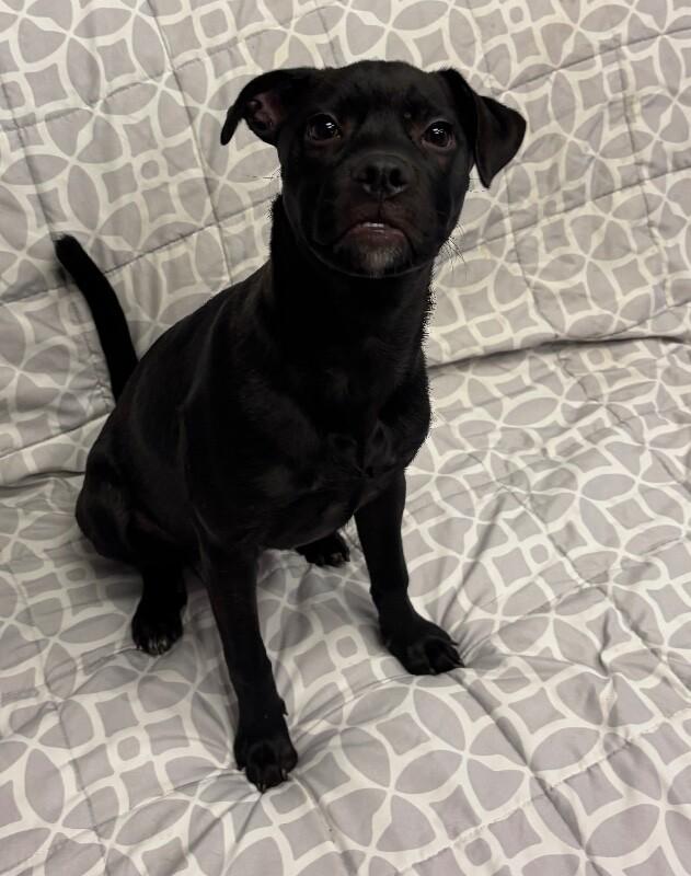 Cadbury, a Adoptable mixed breed in Van Nuys, CA image 6/6