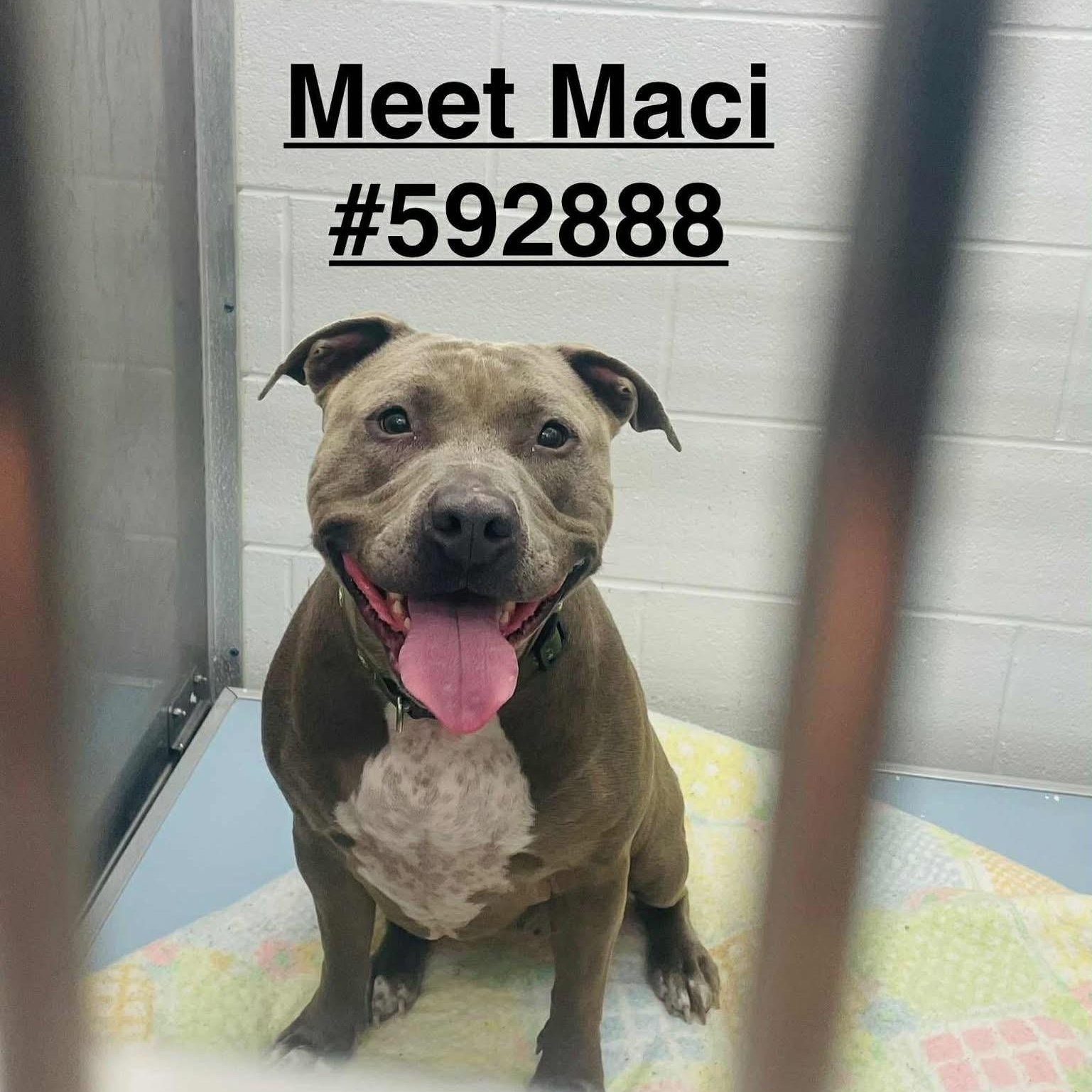 Maci