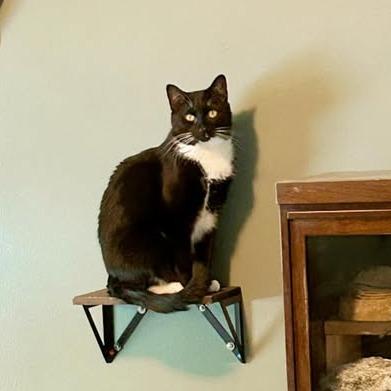 Enlarge Harry, a Adoptable Domestic Short Hair in Pocono Summit, PA image 1/6