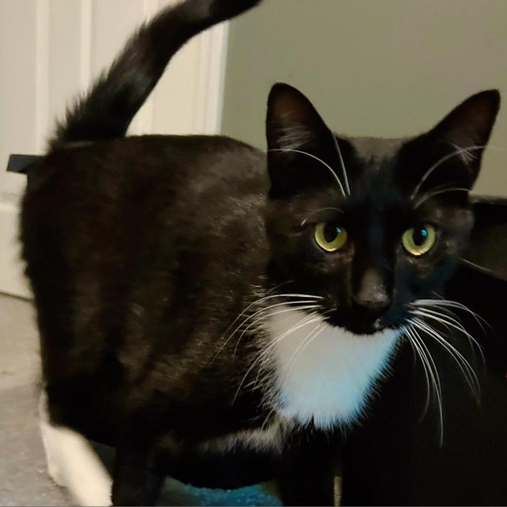 Enlarge Harry, a Adoptable Domestic Short Hair in Pocono Summit, PA image 2/6