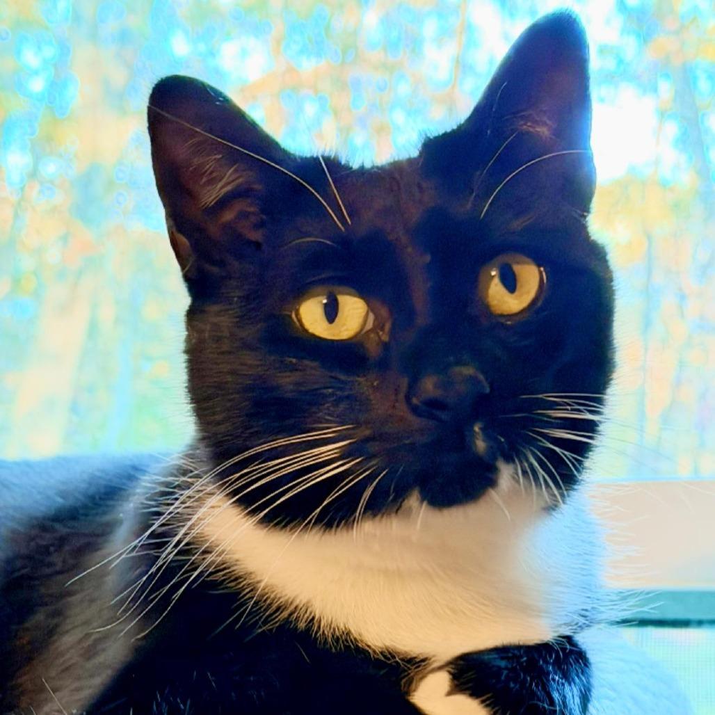 Enlarge Harry, a Adoptable Domestic Short Hair in Pocono Summit, PA image 3/6