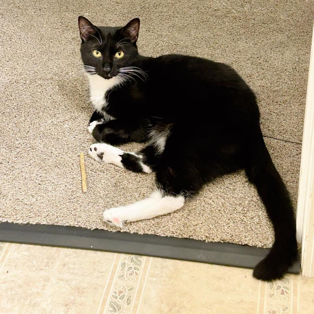 Enlarge Harry, a Adoptable Domestic Short Hair in Pocono Summit, PA image 4/6